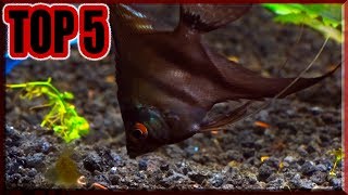 Top 5 reasons why you should buy a ANGELFISH [upl. by Apoor]