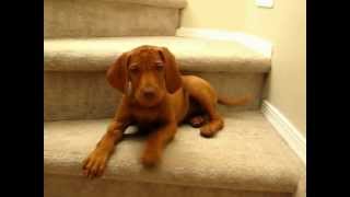 Vocal Puppy Vizsla at 10 weeks [upl. by Eenet]