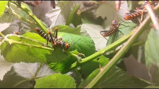 Südamerikanische Riesenheuschrecken  Tropidacris collaris [upl. by Aened]