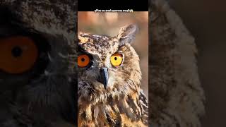 Owls the ls Dangerous 😱youtubeshorts shorts [upl. by Rolat]