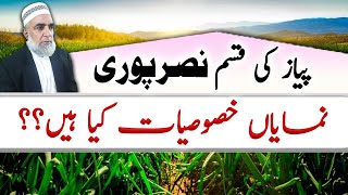 Nasar Puri Onion Variety Characteristics  Crop Reformer [upl. by Chlori781]