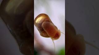 Fascinating Ramshorn Snail Aquarium [upl. by Norej731]