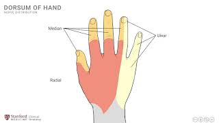 Clinical Anatomy  Hand Wrist palmar aspectflexors [upl. by Catt36]