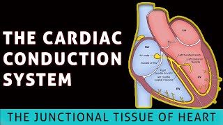 The conduction system of heart The junctional tissue of heart [upl. by Sandry]