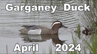 Garganey Duck  2024 [upl. by Anaet]