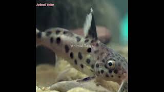 Emperor Fish Parenting Raising a Wrasse Impostor  Animal Tales [upl. by Lana]