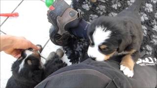 Berner Sennenhund Welpen Wurf HII Tag 32 12 [upl. by Aymer]