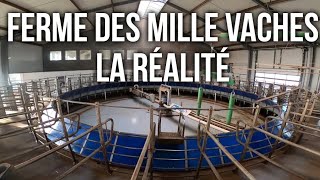 FERME DES MILLE VACHES LA RÉALITÉ [upl. by Asiulana]