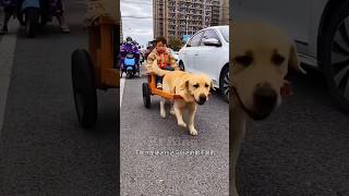 Dog chauffeur 🐕New Viral Gadgets Smart Appliances Kitchen Utensils Home Inventions [upl. by Nyloj]