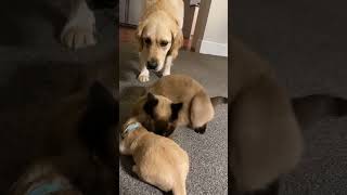 Cat comforts crying puppy while mom takes a break [upl. by Sprung]