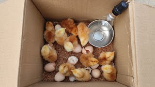 How to make an incubator at home and hatch chickens eggs [upl. by Revolc385]