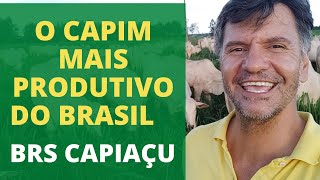 1 HECTARE DE CAPIM CAPIAÇU TRATA DE 90 CABEÇAS NO SISTEMA DE CONFINAMENTO [upl. by Handal]