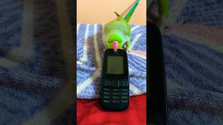 Indian Ringneck Parrot playing with mobile funnyparrot parrot totatalking petbird superbparrot [upl. by Nnylkcaj53]