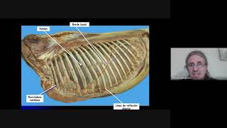 Anatomía topográfica veterinaria UCC Regiones del tórax Parte 1 [upl. by Cila264]