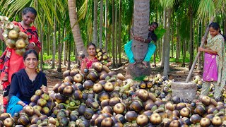 FRESH PALM FRUIT Hunting  Nungu iceapple nannari Sarbath Recipe  ICE APPLE SARBATH [upl. by Riha687]