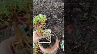 Technique planting portulaca flower root out side bonsai gardenplant portulacaplant shortvideo [upl. by Perrie566]