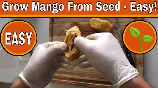 How To Grow A Mango Tree From Seed  Days 017 [upl. by Niro]