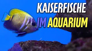 Ab wann können KAISERFISCHE in dein Becken einziehen  PlanktonPlus Aquaristik [upl. by Sonitnatsok]