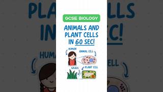 GCSE Biology  Animal amp Plant Cells in 60 seconds 🌱🐾 [upl. by Cyndie454]