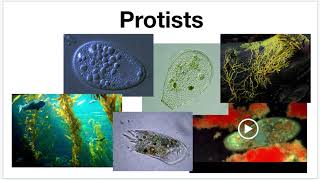 Eukaryotic Supergroups [upl. by Marala]