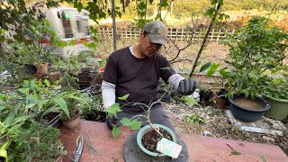 Cersis Chinensis Bonsai Bonsai making [upl. by Koerner]