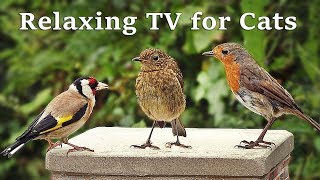 Calming TV for Cats  Cat TV  My Garden Birds  Relaxing Nature Music for Cats to Sleep [upl. by Latty588]