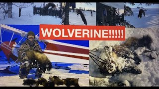 S21Ep1 Wolverine Trapping and Marten Trapping via Supercub in Alaska Judgement Day [upl. by Carlo]