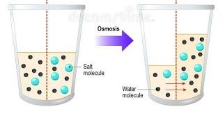 Factors affecting fluid compartments part 12  Diffusion GibbsDonnan effect and the NaK pump [upl. by Lan]