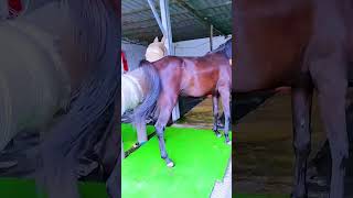 Funniest Donkey Ever Donkey Training the fun way 3080 [upl. by Seem32]