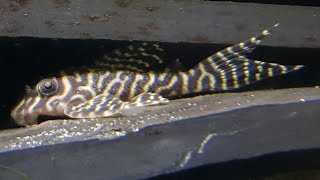 L66  King Tiger Pleco  Hypancistrus sp [upl. by Amye]