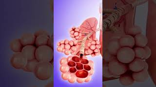 The ALVEOLI Structure amp Function  OCR GCSE PE  The Cardiovascular amp Respiratory Systems 14 [upl. by Edith976]