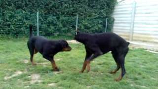 Dobermann vs rottweiler 2 [upl. by Arny]