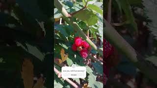 Raspberries in November garden raspberry harvesting [upl. by Aikahs]