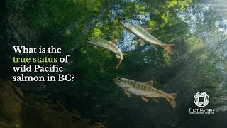 What is the true status of wild Pacific salmon  First Nation Wild Salmon Alliance [upl. by Flatto886]