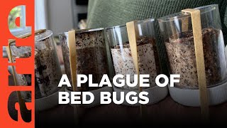 Bed bugs are back  ARTEtv Documentary [upl. by Erkan687]