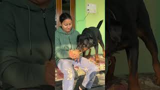 Coconut 🥥 nikalne ki process chalu hai shorts rottweiler sisterlove familytime [upl. by Muffin]