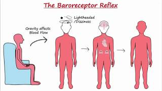 Baroreceptor Reflex [upl. by Leiso]