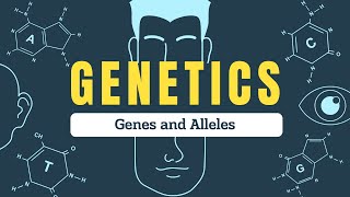 Genes vs Alleles Explained  Understanding Inheritance Genotypes and Phenotypes  Biospeaks [upl. by Anerol822]