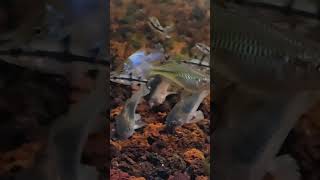 Corydoras Ainess n Ramirez Blue Elektrik Fish [upl. by Ellezaj47]