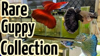 Rare Guppy Collection  FULL TOUR [upl. by Watt405]