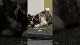 🐈 📦 Une chatte envoyée par erreur dans un colis a été retrouvée sept jours plus tard [upl. by Leugimsiul927]