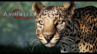 Survive and live as Leopard  Animalia Survival LIVE [upl. by Ainahs]