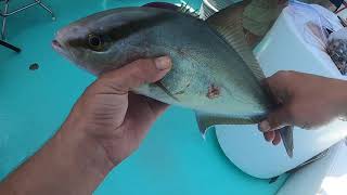 Deep Sea Fishing Panama City Beach  Grouper Sharks Amberjacks Beeliners and more [upl. by Youngran]