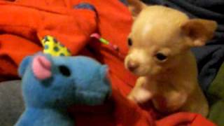 Baby Chihuahua Puppy Finds A Friend Boomer amp His Blue Hippo [upl. by Jarvis]