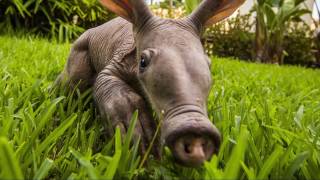 Aardvark  Information and facts [upl. by Esihcoc]