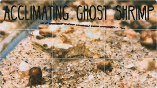 Acclimating Ghost Shrimp New 2018 [upl. by Assetniuq678]