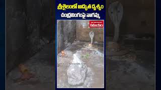 Real Snake On Shiva Lingam at Srisailam youtubeshorts shorts [upl. by Briggs]