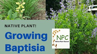 How to grow baptisia wild indigo  deer resistant [upl. by Turino275]