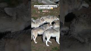 ஓநாய் குடும்பம் இப்படிதான் செயல்படும்🐺😲how wolfpack works wolfpack wolffacts tamil bioworld [upl. by Wagoner54]