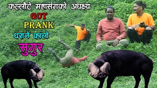 New Nepali Prank धराने कालो बङुगुर Got Prank कलौटे महासङ्गको अध्यक्ष Prank By Kapil Magar [upl. by Elyrehc536]